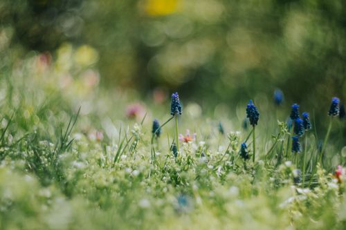 Free A serene meadow of vibrant grape hyacinths in full bloom during springtime, creating a tranquil natural scene. Stock Photo