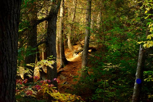 Free stock photo of algonquin park