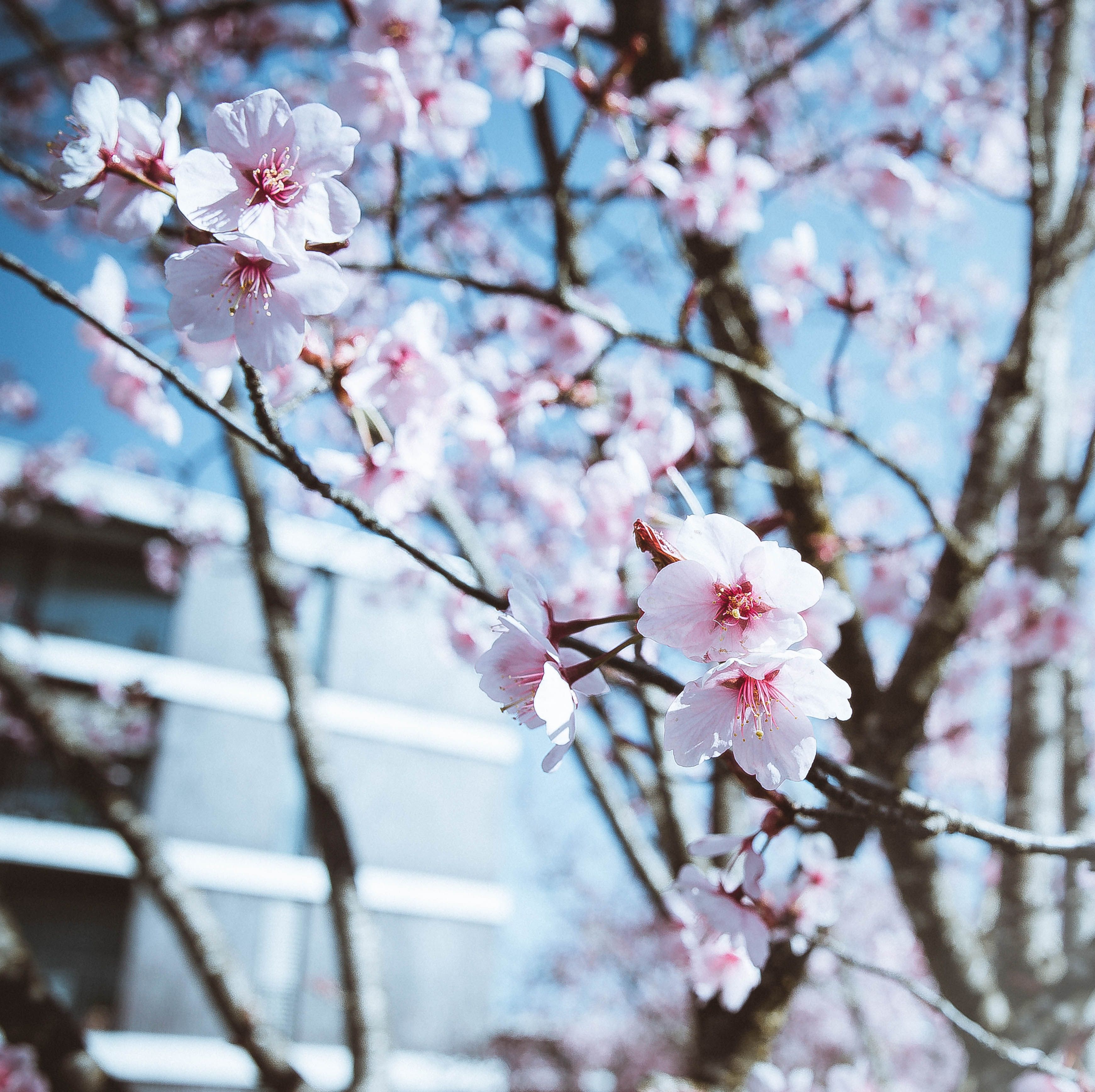 Japan's Sakura Internet jumps 20% as Microsoft plans $10 billion AI push with SoftBank