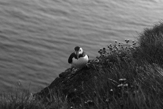 Mykines puffin hike and cliffs — Faroe Islands