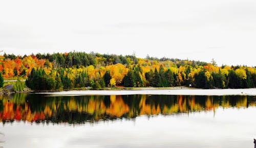 Free stock photo of algonquin park