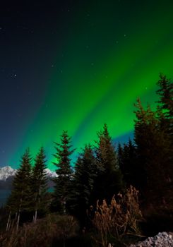 Captivating Northern Lights illuminate a scenic forest landscape in Norway during a clear night sky.