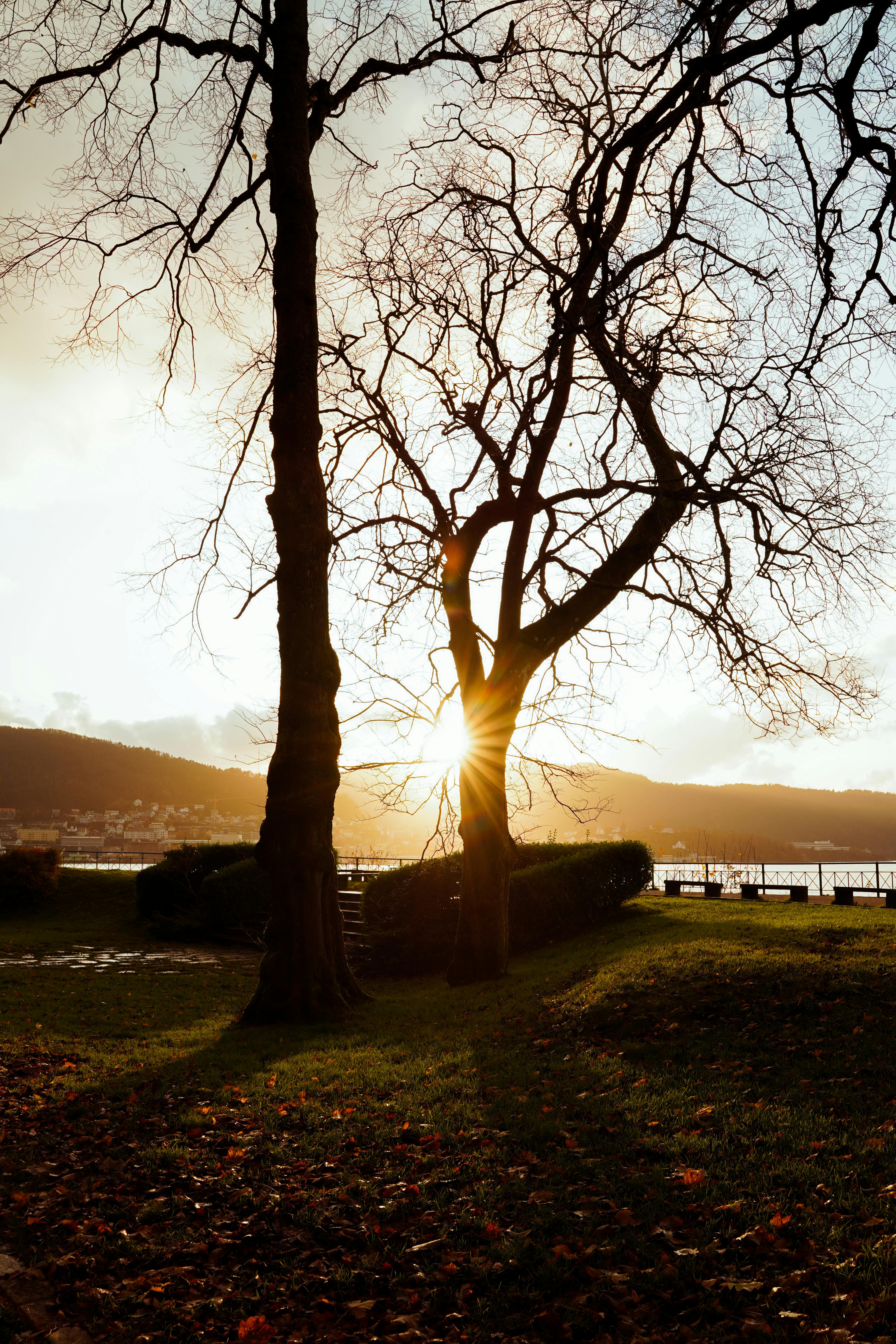 Sunset light filtering through bare trees by a lake in an Oslo park, capturing the serene winter landscape.