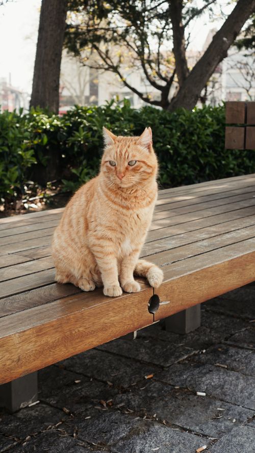 Free A ginger tabby cat sits calmly on a wooden bench in an outdoor park setting. Stock Photo