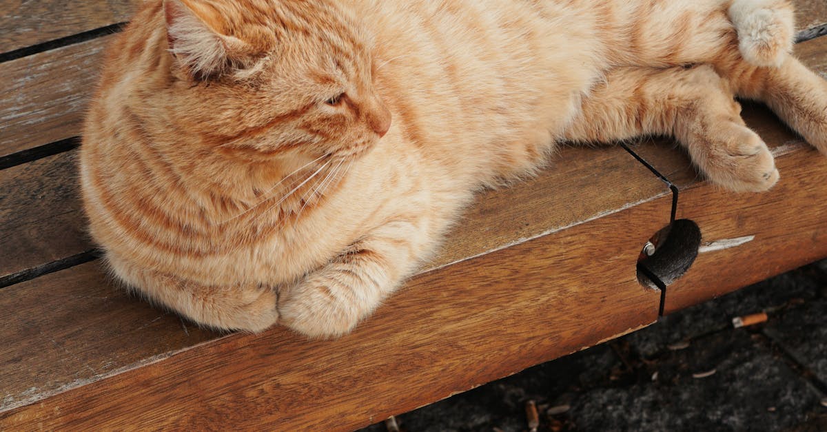 男童心痛愛貓,流浪貓咪反過來安慰他