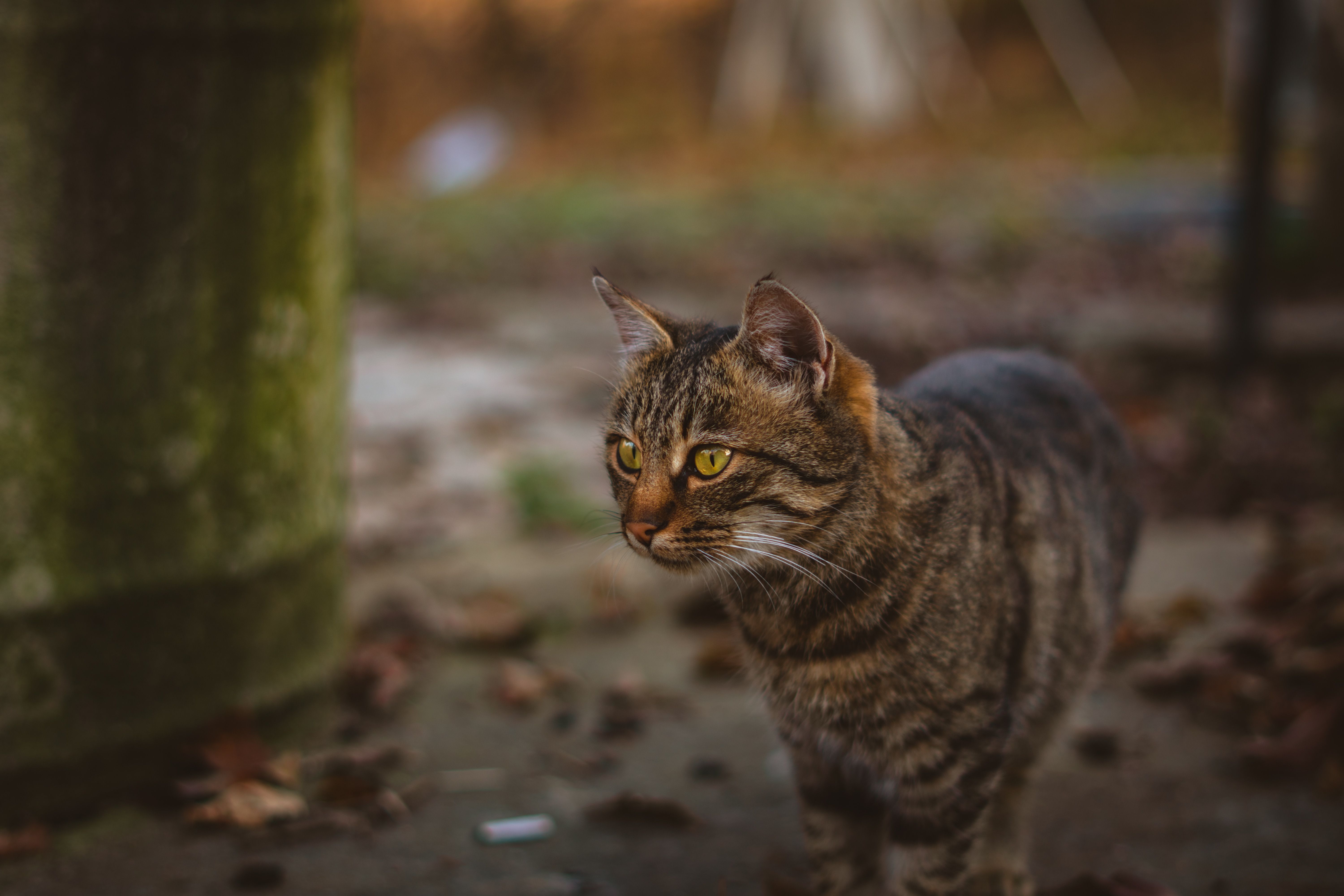 Curious Tabby Cat Exploring Outdoors · Free Stock Photo