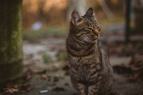 Free A serene tabby cat enjoying the outdoor autumn atmosphere, surrounded by fallen leaves. Stock Photo