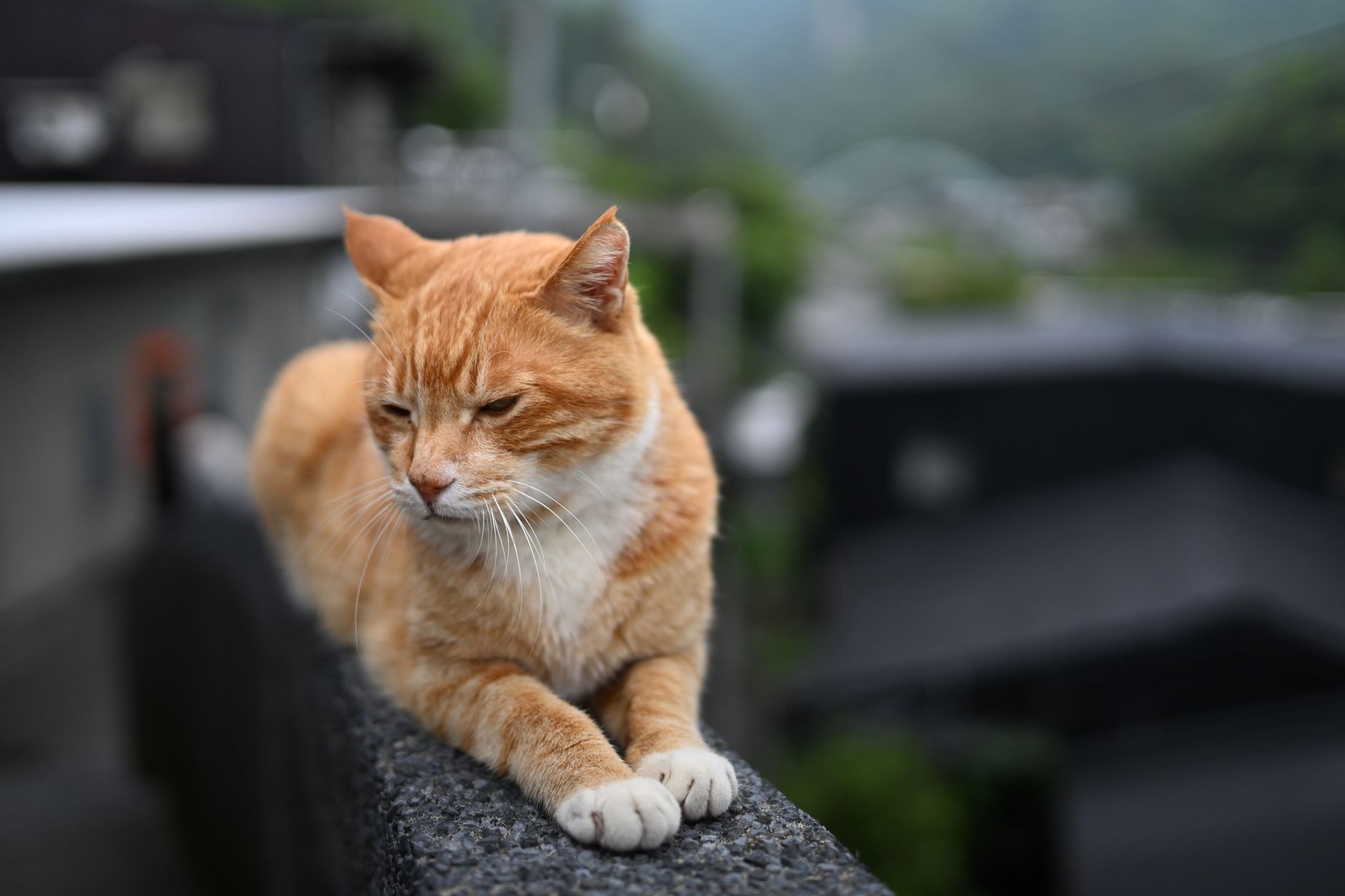 第一次養貓全攻略:新手從決定到接回家一步不漏 Ginger cat resting on a wall in Taipei, Taiwan, with a serene background.