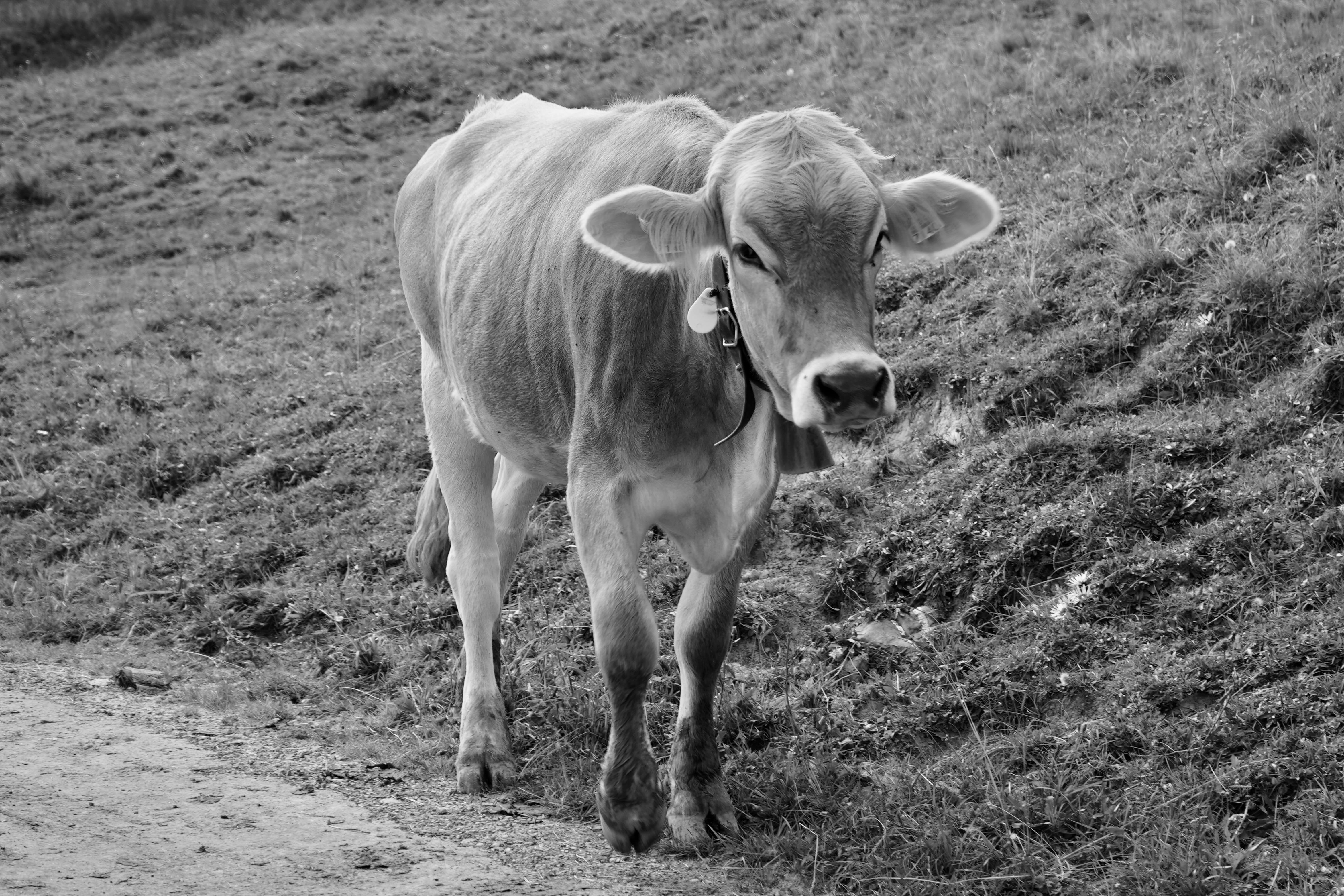 Biofarm background image