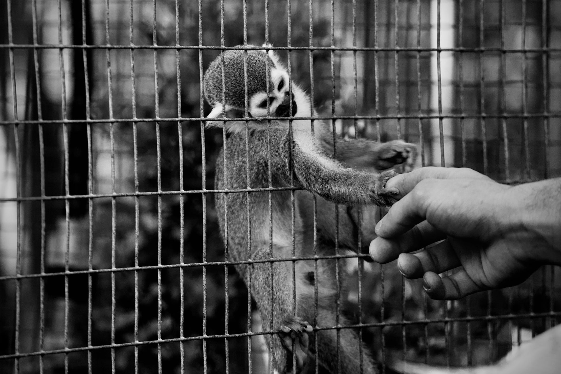 Onverwachte baby bij kleinste aap ter wereld in dierentuin