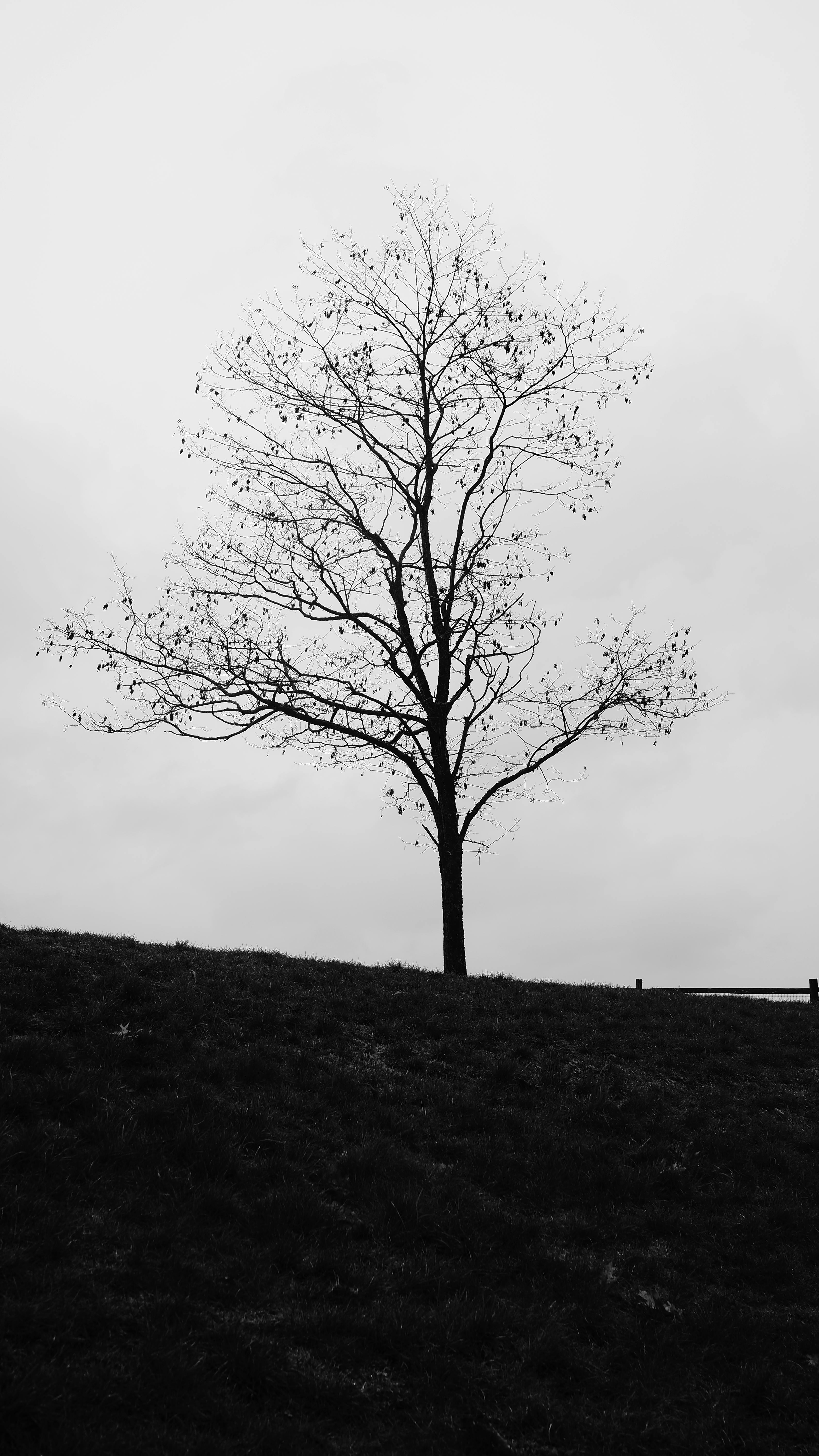 A solitary tree silhouette on a grassy hill under a cloudy sky in Vancouver.