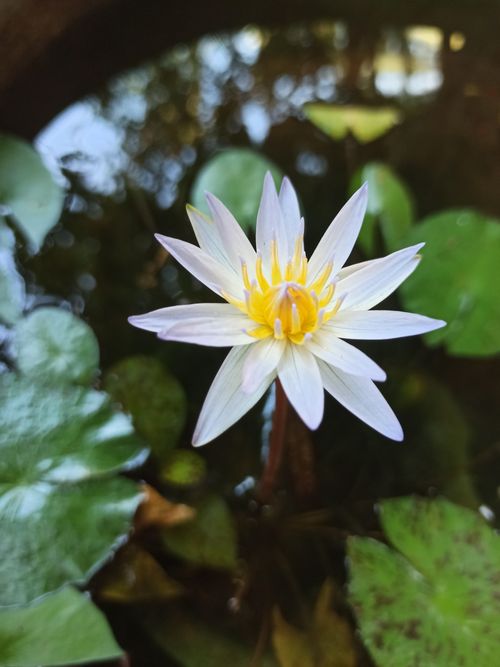 Free lotus Stock Photo