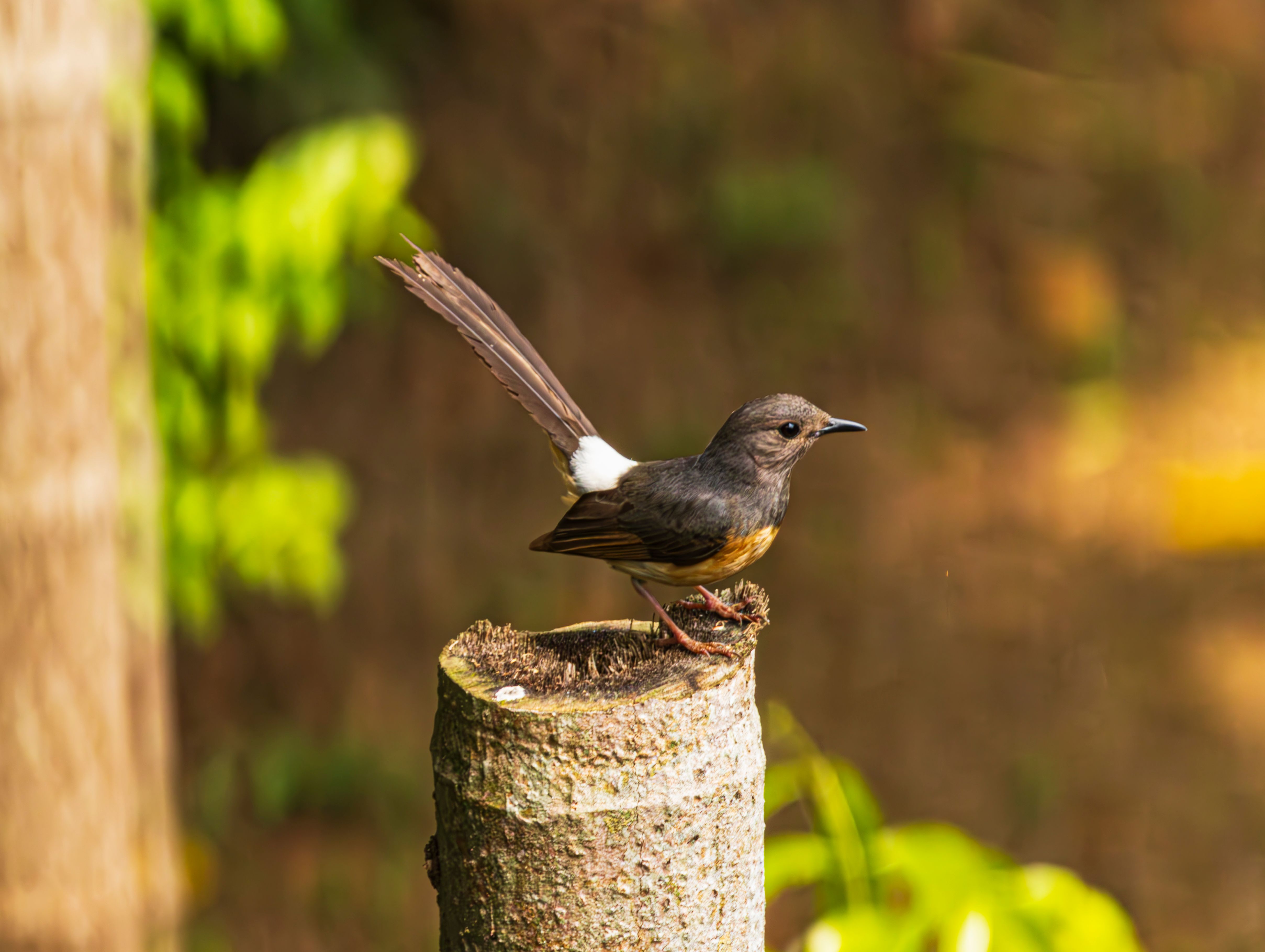 Captivating Pied Bush Chat on a Tree Stump · Free Stock Photo