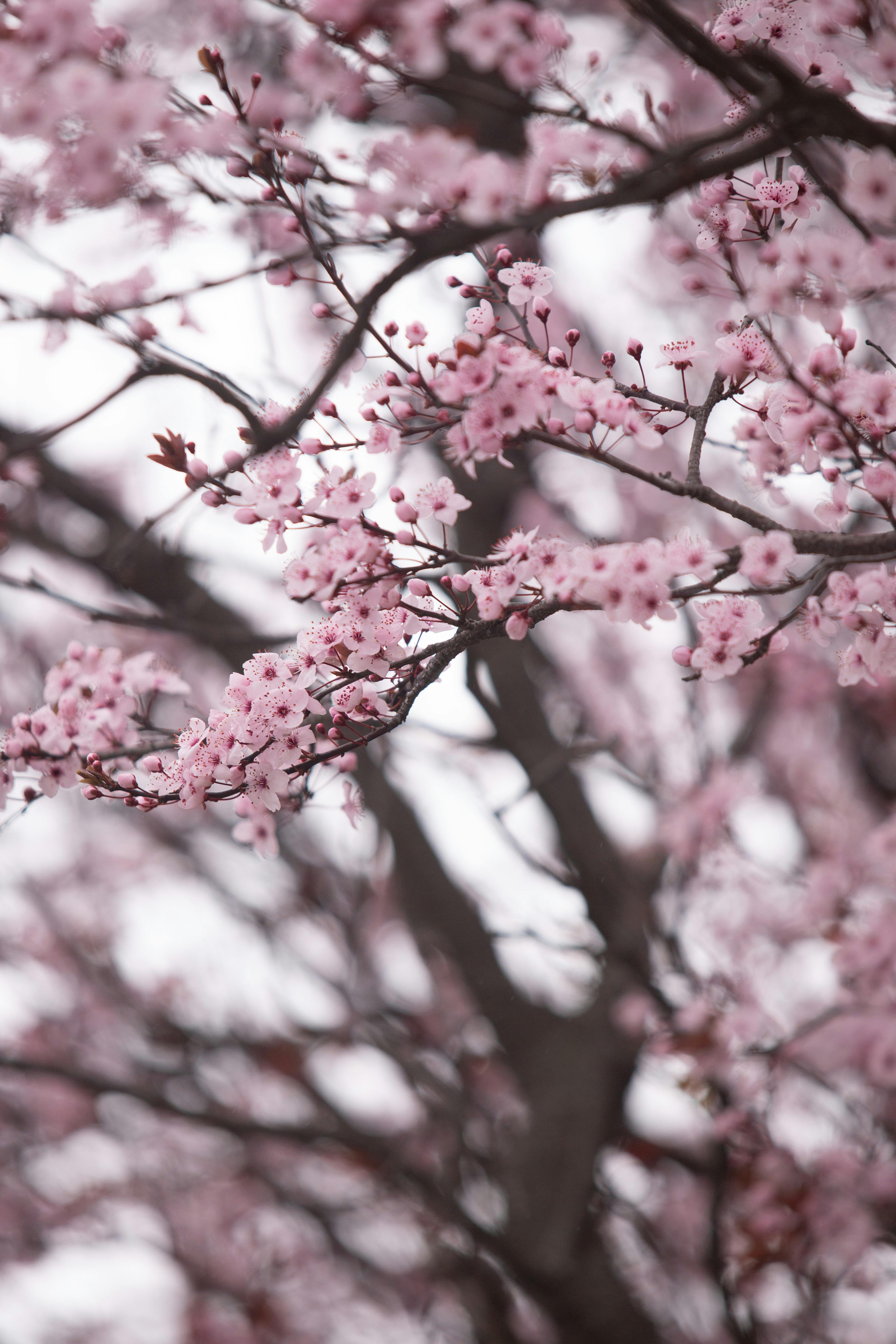 Cherry blossom trees in Mar del Plata, Argentina, showcasing vibrant pink flowers.