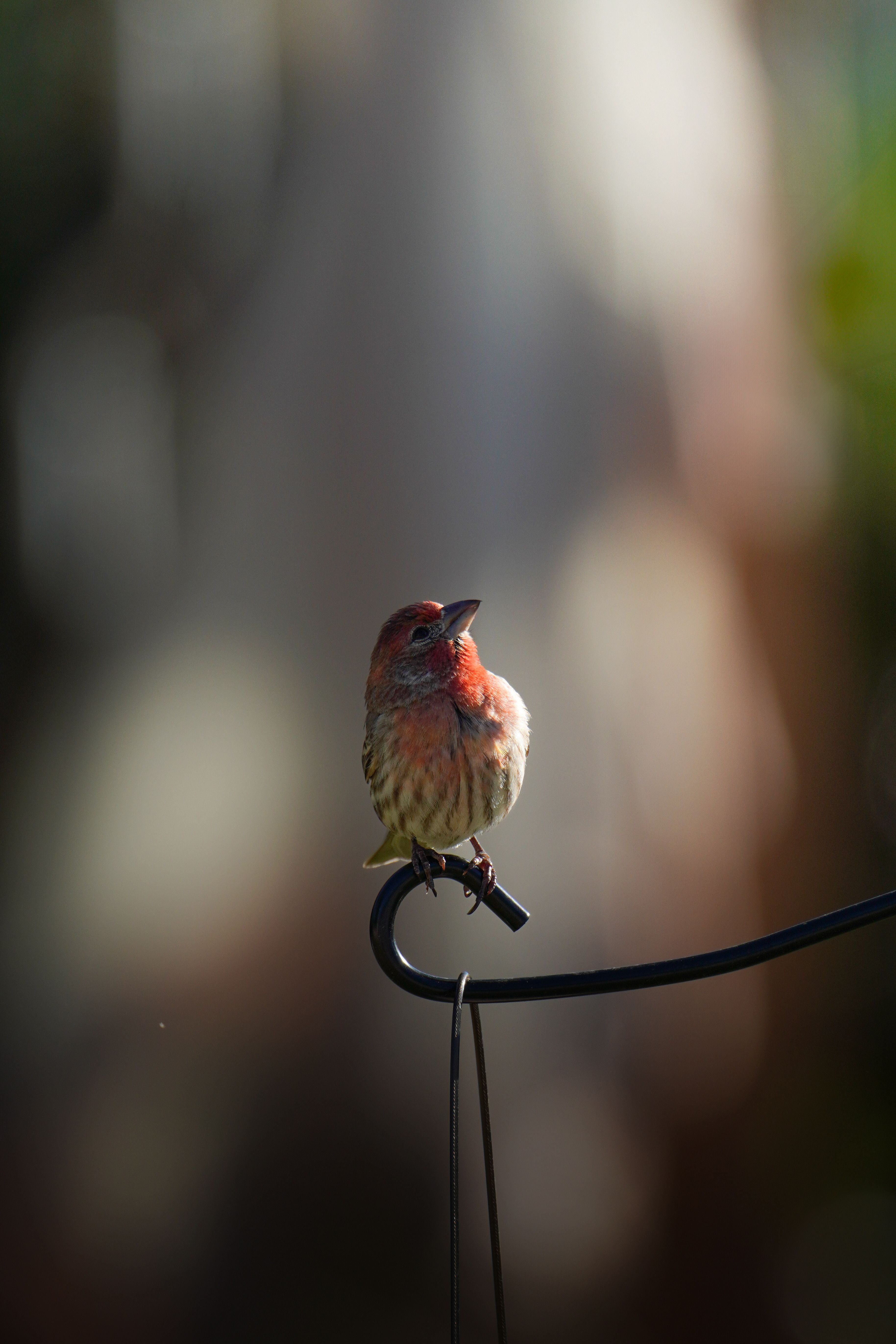 Bird Watching