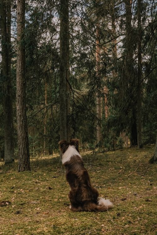 Free A Border Collie sits attentively surrounded by a serene, lush forest landscape. Stock Photo