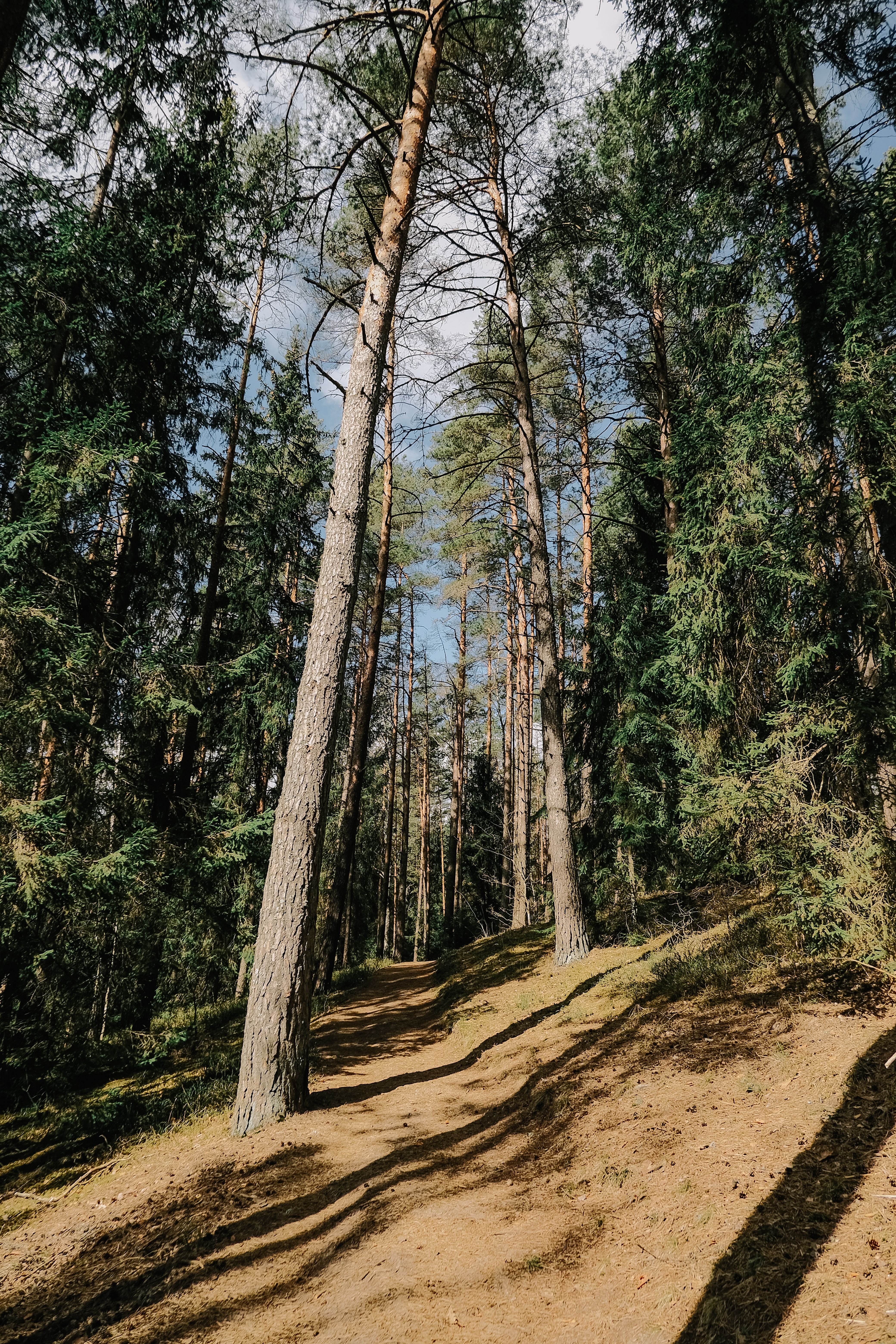Serene Forest Pathway in Sunlit Pine Woods · Free Stock Photo