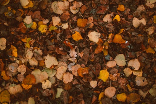 Photo of Autumn Leaves on the Ground