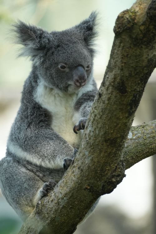 Free Adorable koala resting on a tree, showcasing its natural habitat. Stock Photo