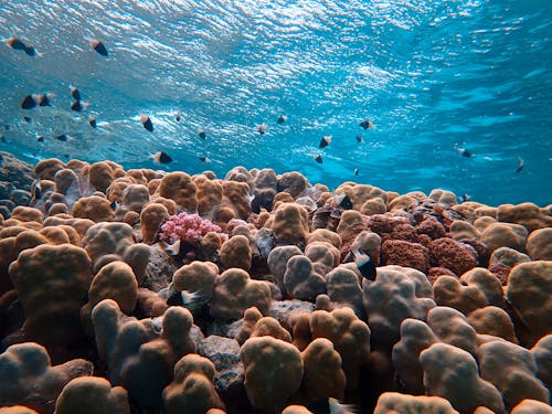 Gratuit Vue Sur La Mer Des Récifs Coralliens Sous Marins Photos