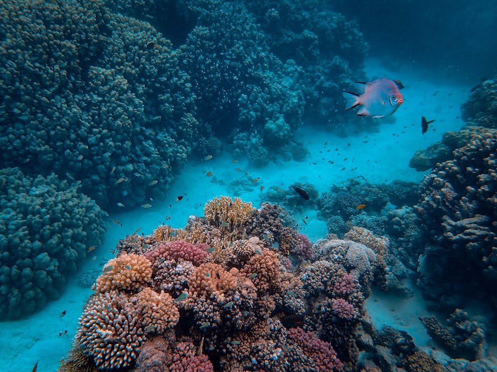 Fish Underwater · Free Stock Photo