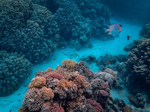 Free Fish Underwater Stock Photo