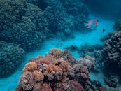 水下珊瑚礁丰富多彩，充满了各种各样的海洋生物