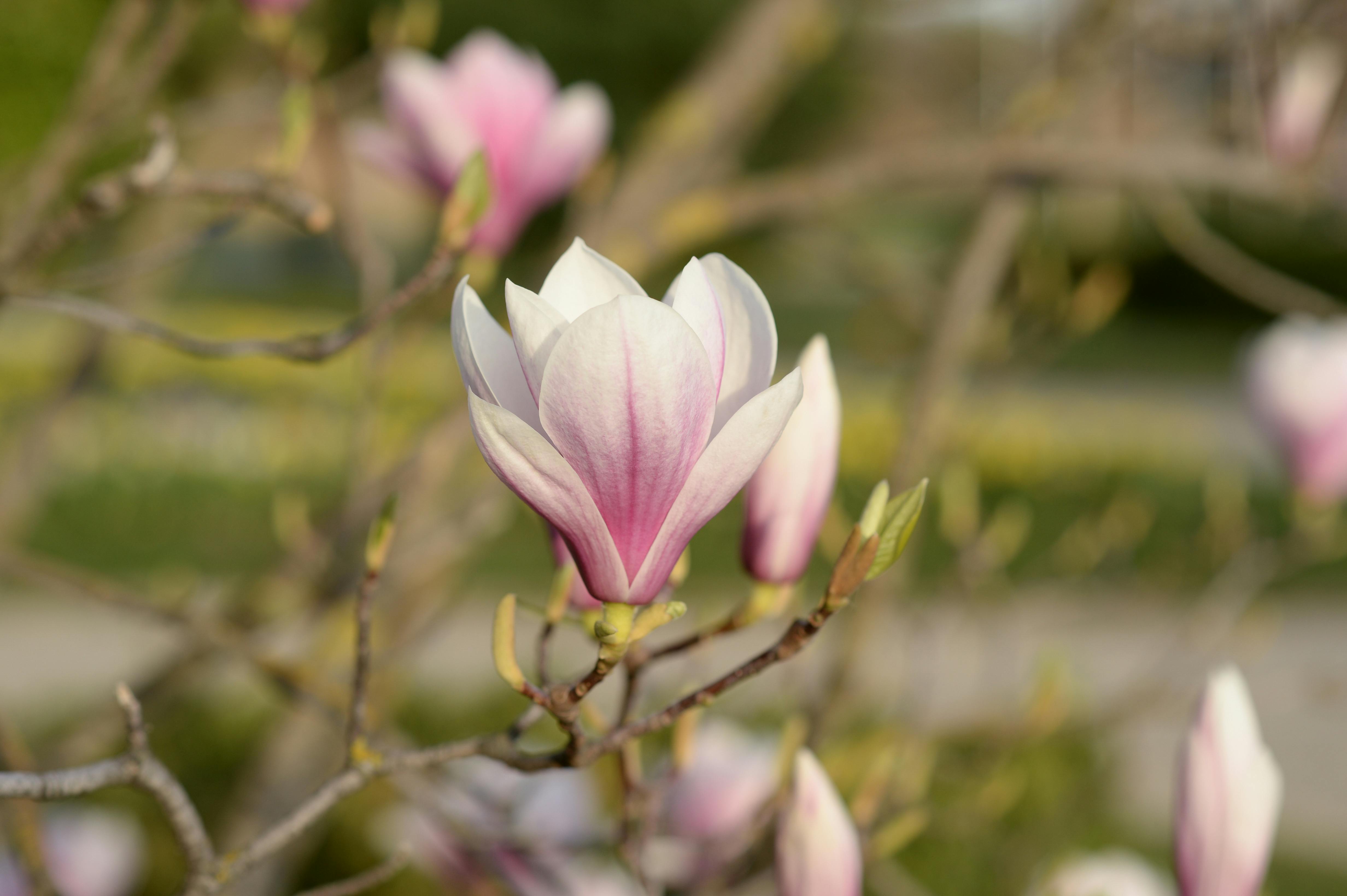 Magnolia’s AAA Hobbies To Close 2026 (Second Half). Iconic Hobby- Craft Emporium — Photo by Nataly Nagorska on Pexels