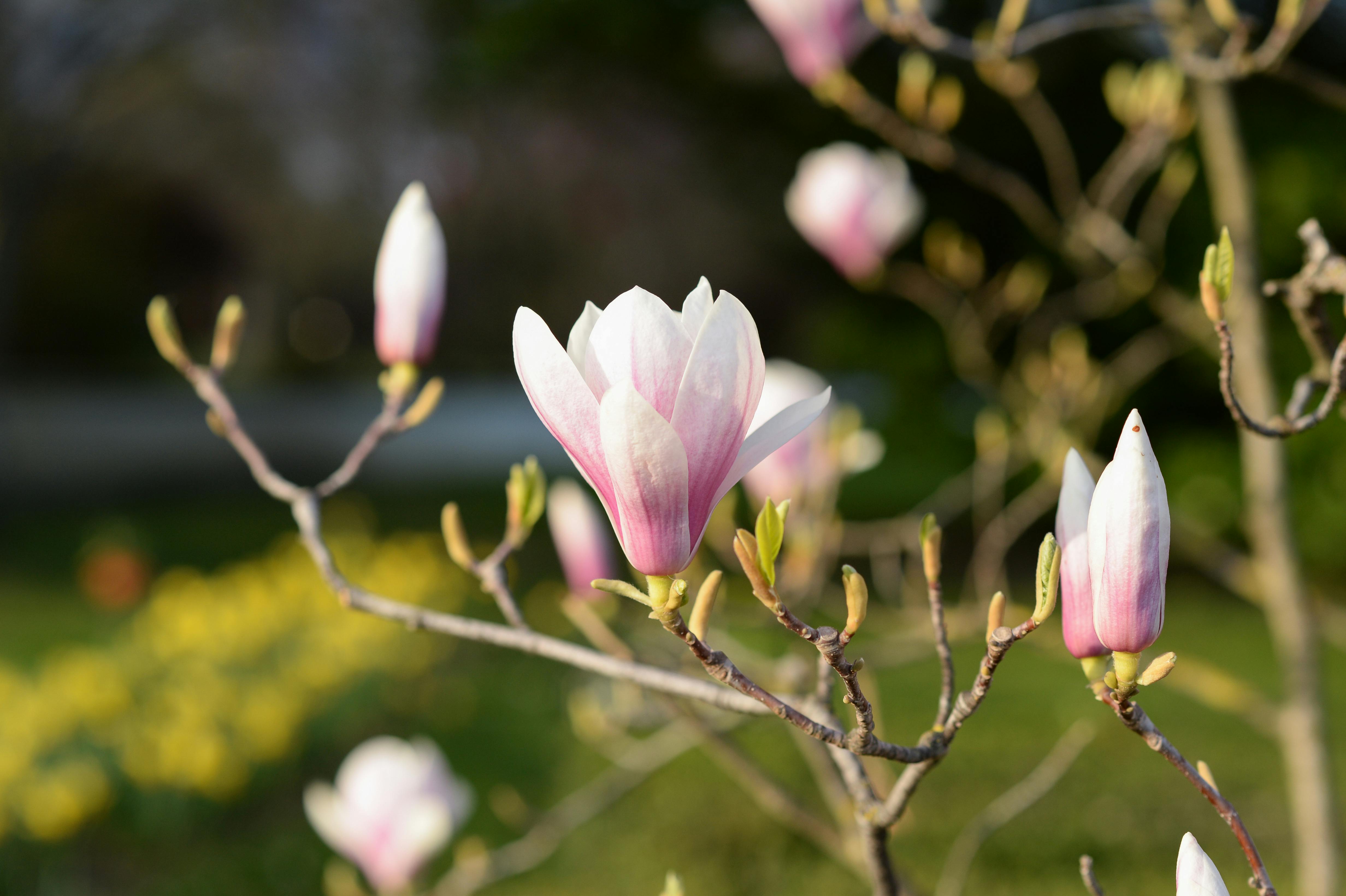 Magnolia’s AAA Hobbies To Close 2026 (Second Half). Iconic Hobby- Craft Emporium — Photo by Nataly Nagorska on Pexels