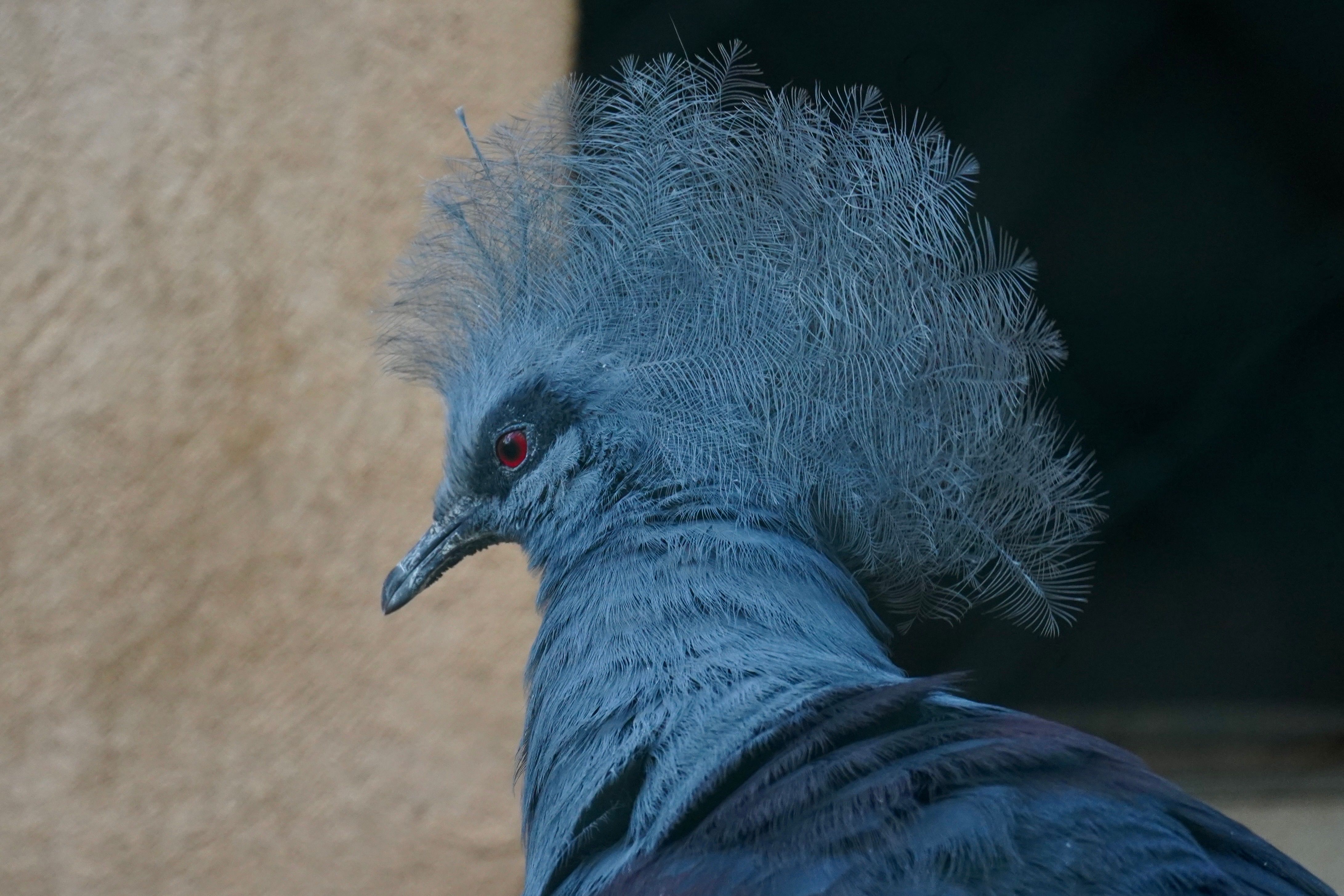 Close-up portrait of a striking Victoria Crowned Pigeon showcasing its blue plumage and ornate crown.