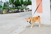 Brown and White Coated Dog