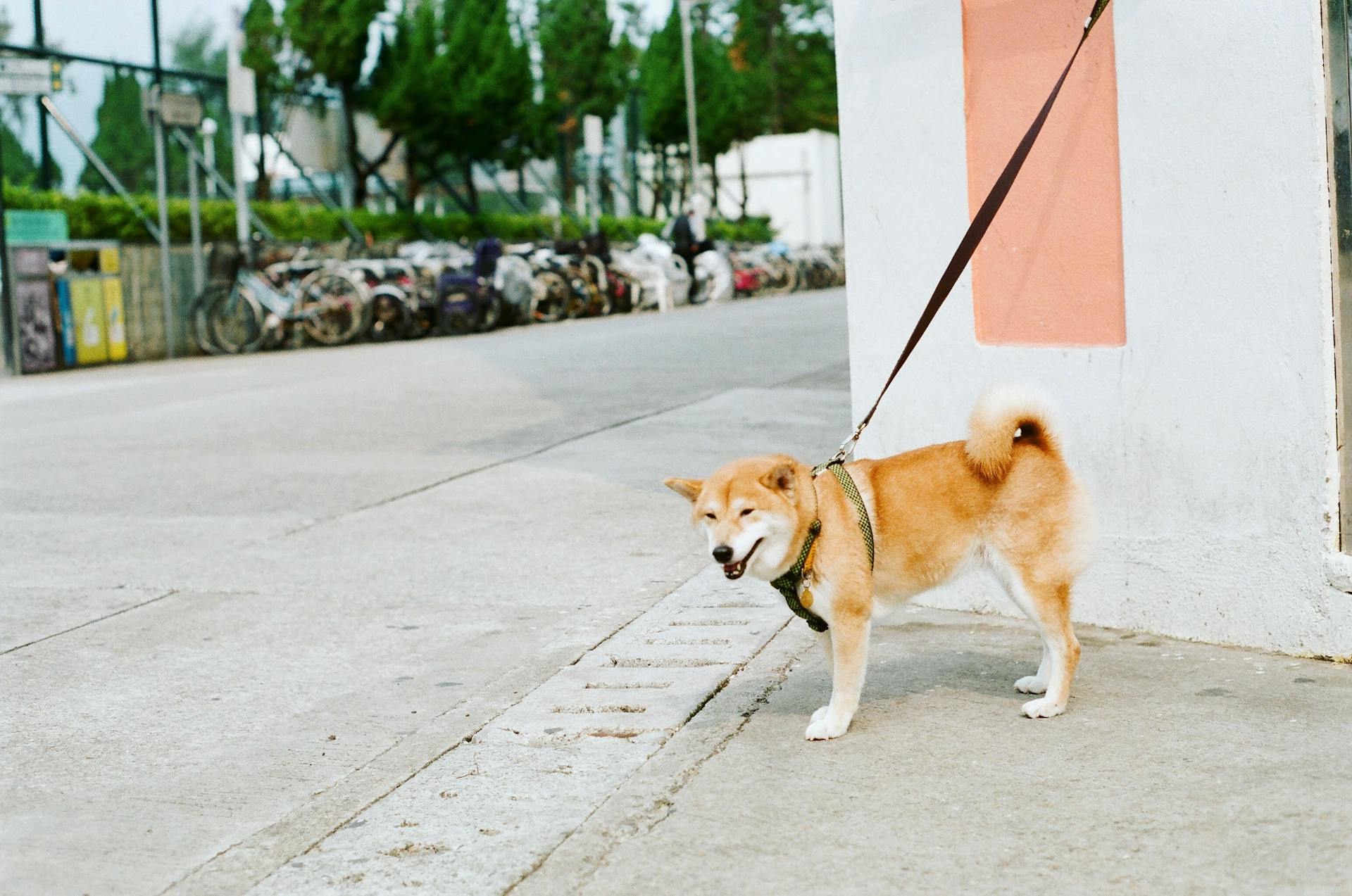 Brown and White Coated Dog