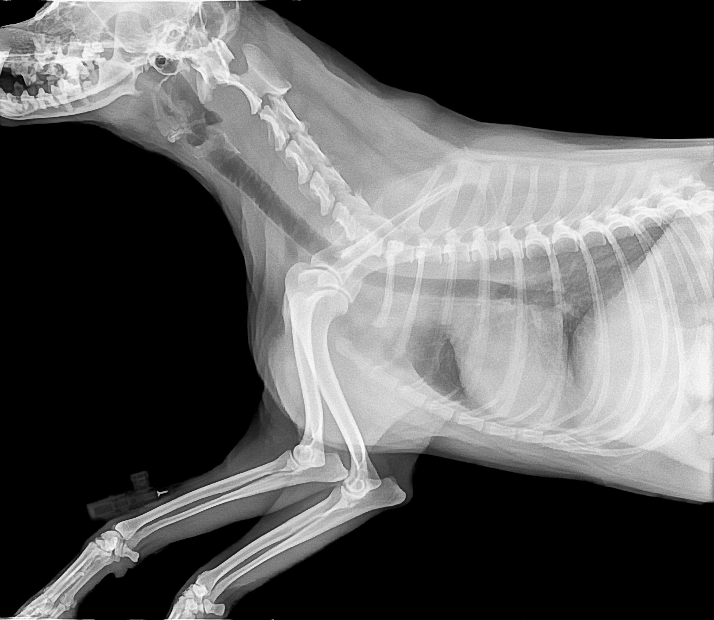 Hd限定レントゲン写真 動物 最高の動物画像 Hd限定レントゲン写真 動物 最高の動物画像