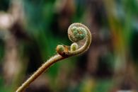 Detailed macro shot of curly fiddlehead fern frond in natural setting.