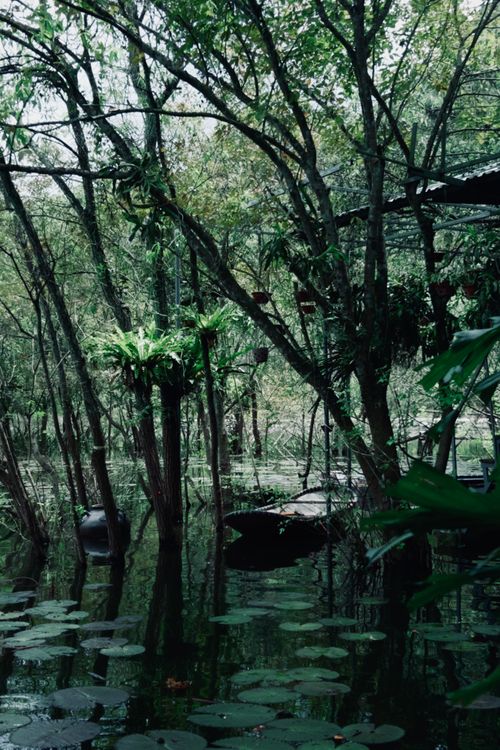 Free Serene tropical forest scene with water lilies and verdant trees in calm reflection. Stock Photo