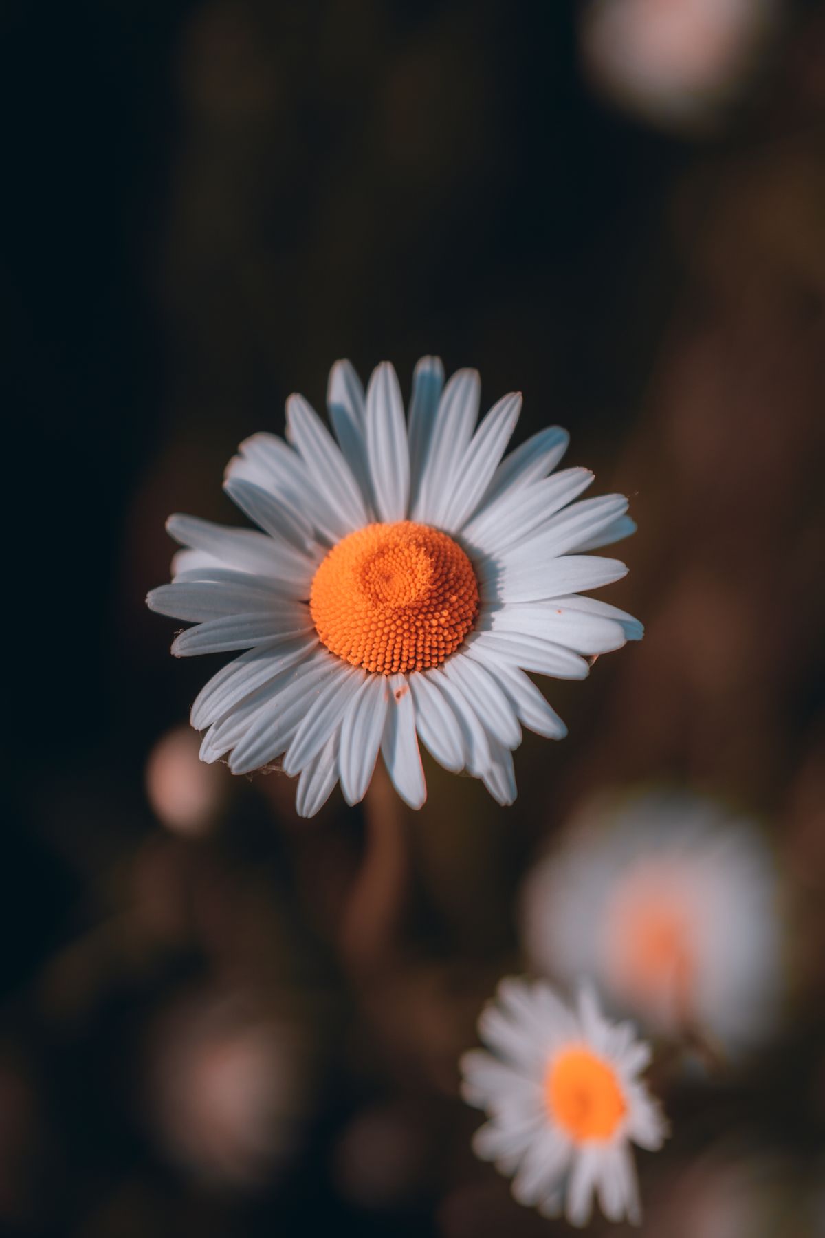 Close Up Photo of a White Flower · Free Stock Photo