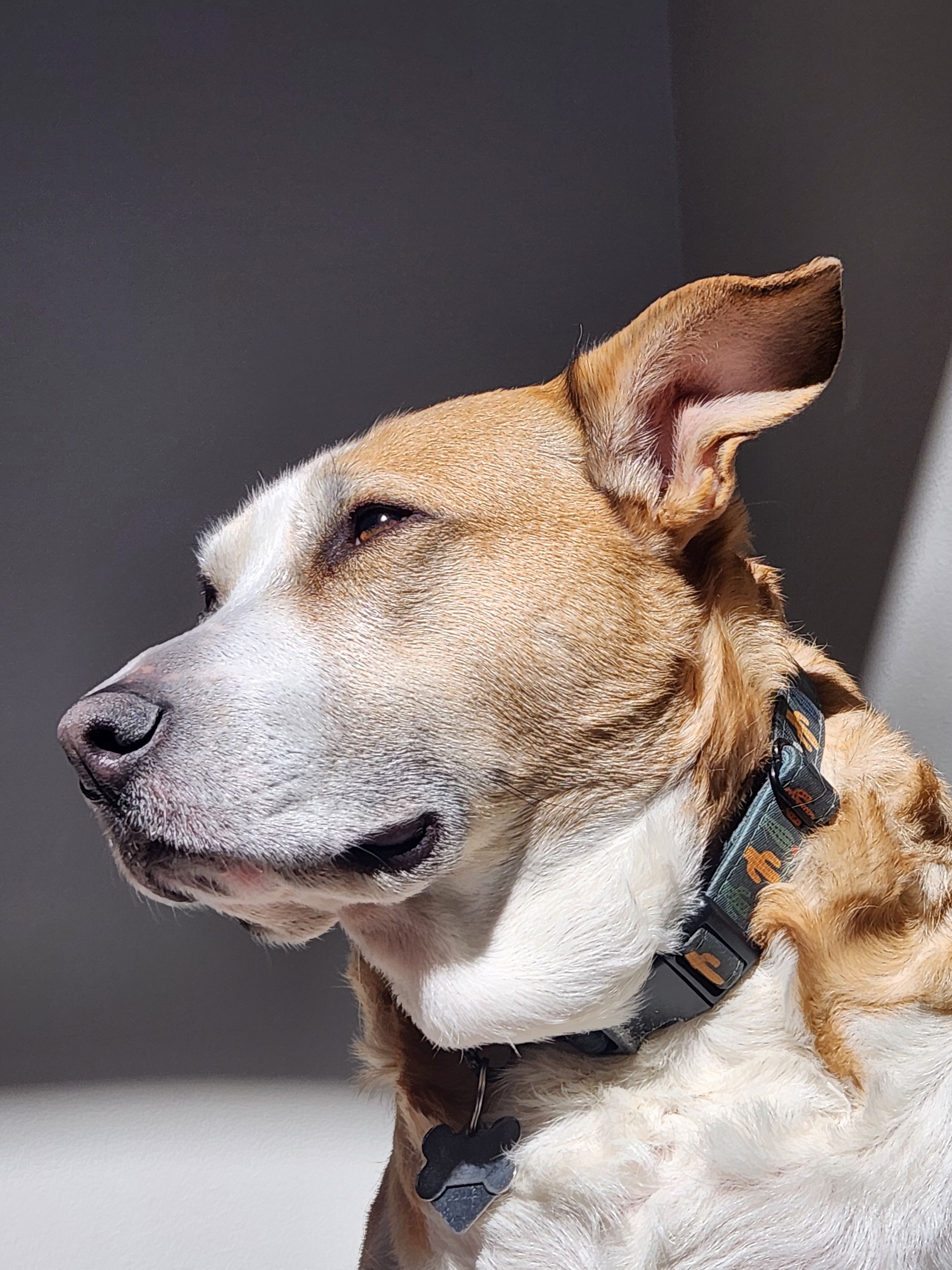 Portrait of a Dog Enjoying Sunlight Indoors · Free Stock Photo