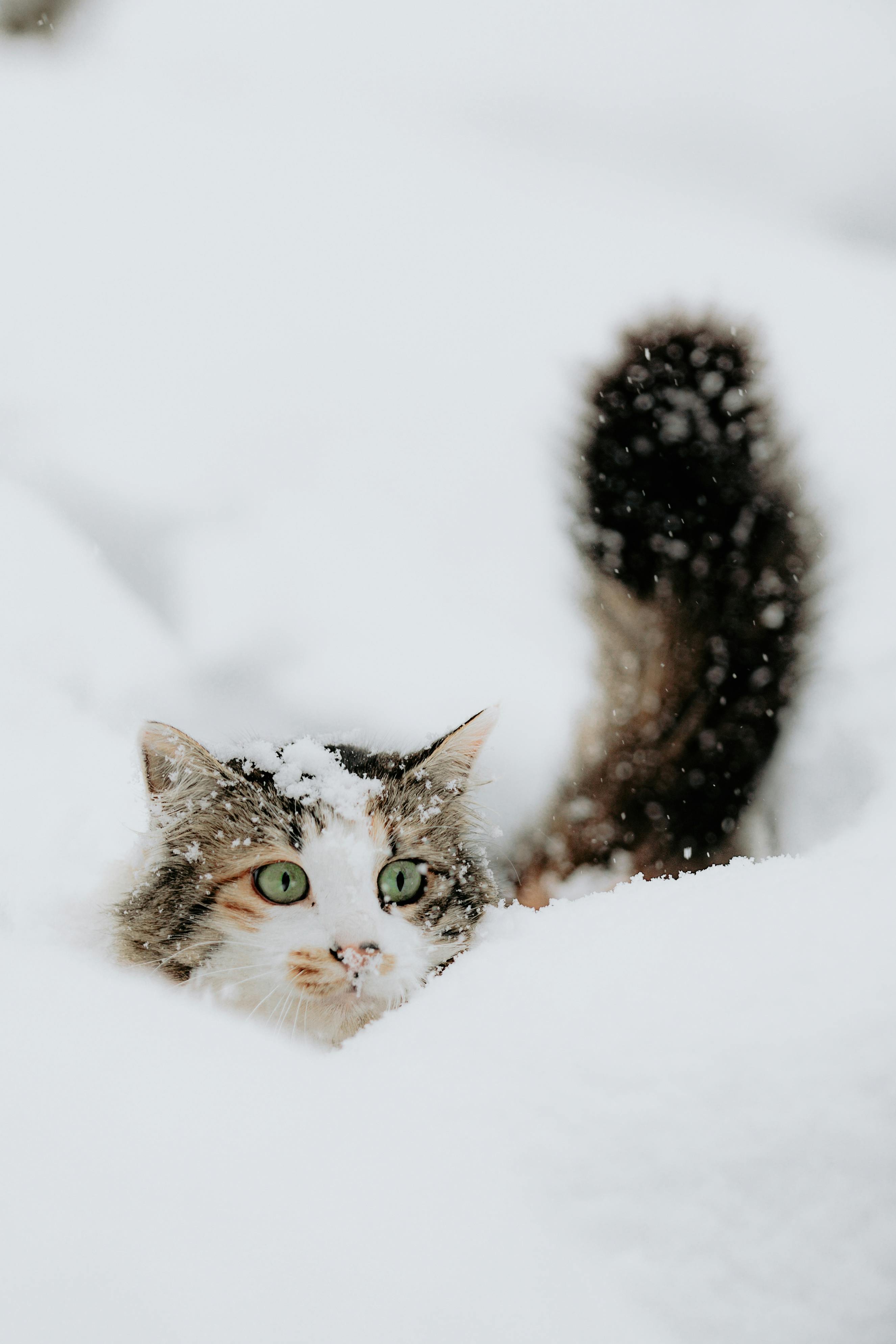 A fluffy cat with green eyes playfully peeks through deep snow, creating a charming winter scene.