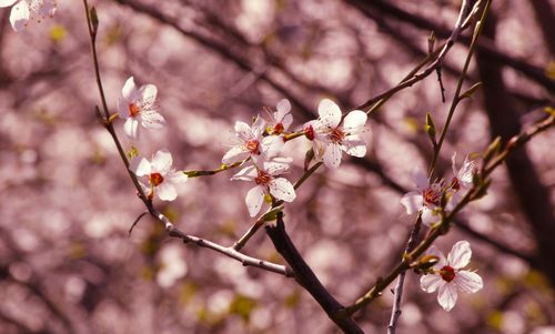 Free Close-up of cherry blossoms blooming on a branch during springtime. Stock Photo