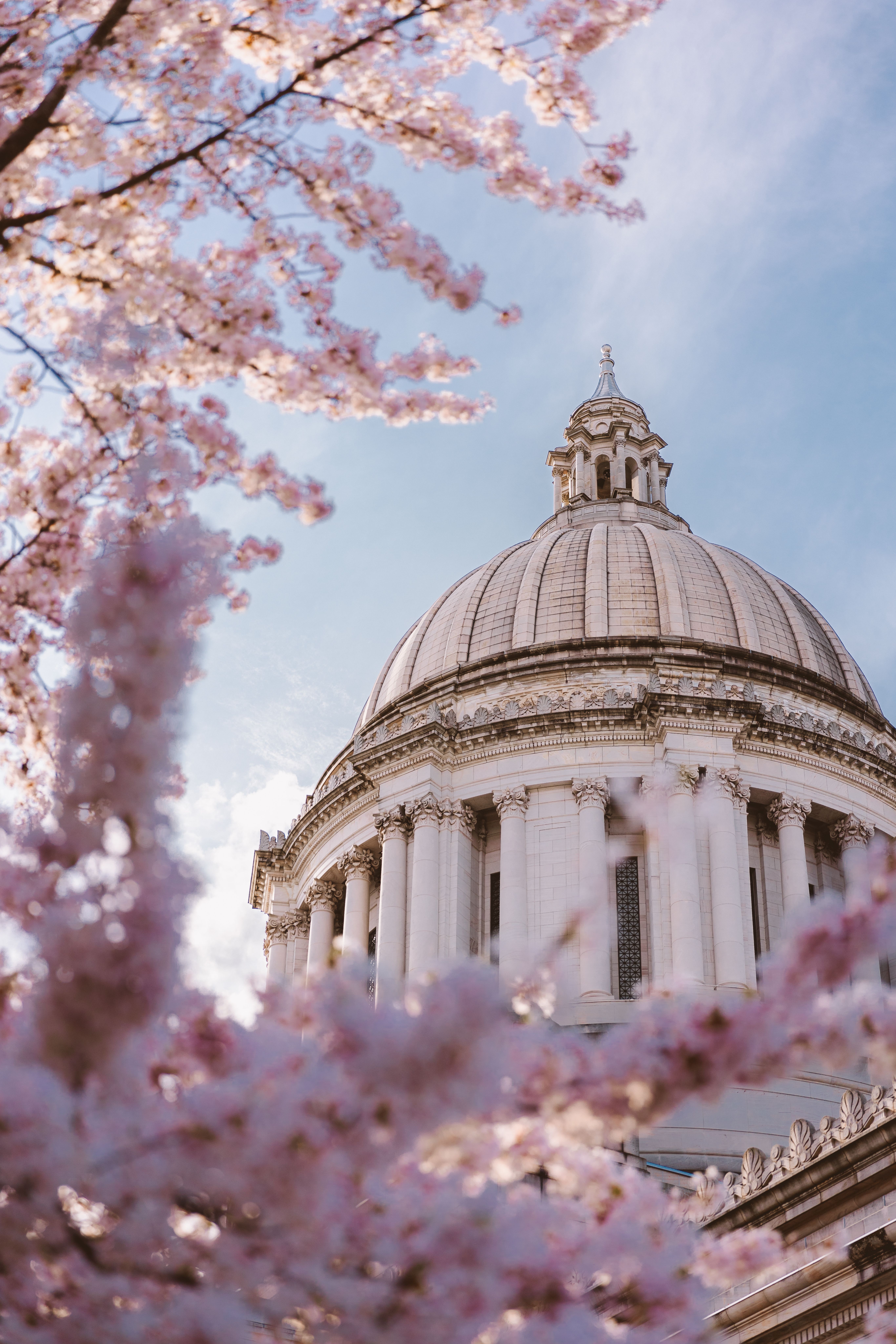 Washington State Capitol with Cherry Blossoms in Spring · Free Stock Photo