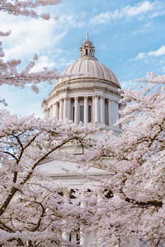 Stunning view of the Washington State Capitol dome framed by cherry blossoms in Olympia, WA.
