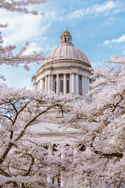 Stunning view of the Washington State Capitol dome framed by cherry blossoms in Olympia, WA.