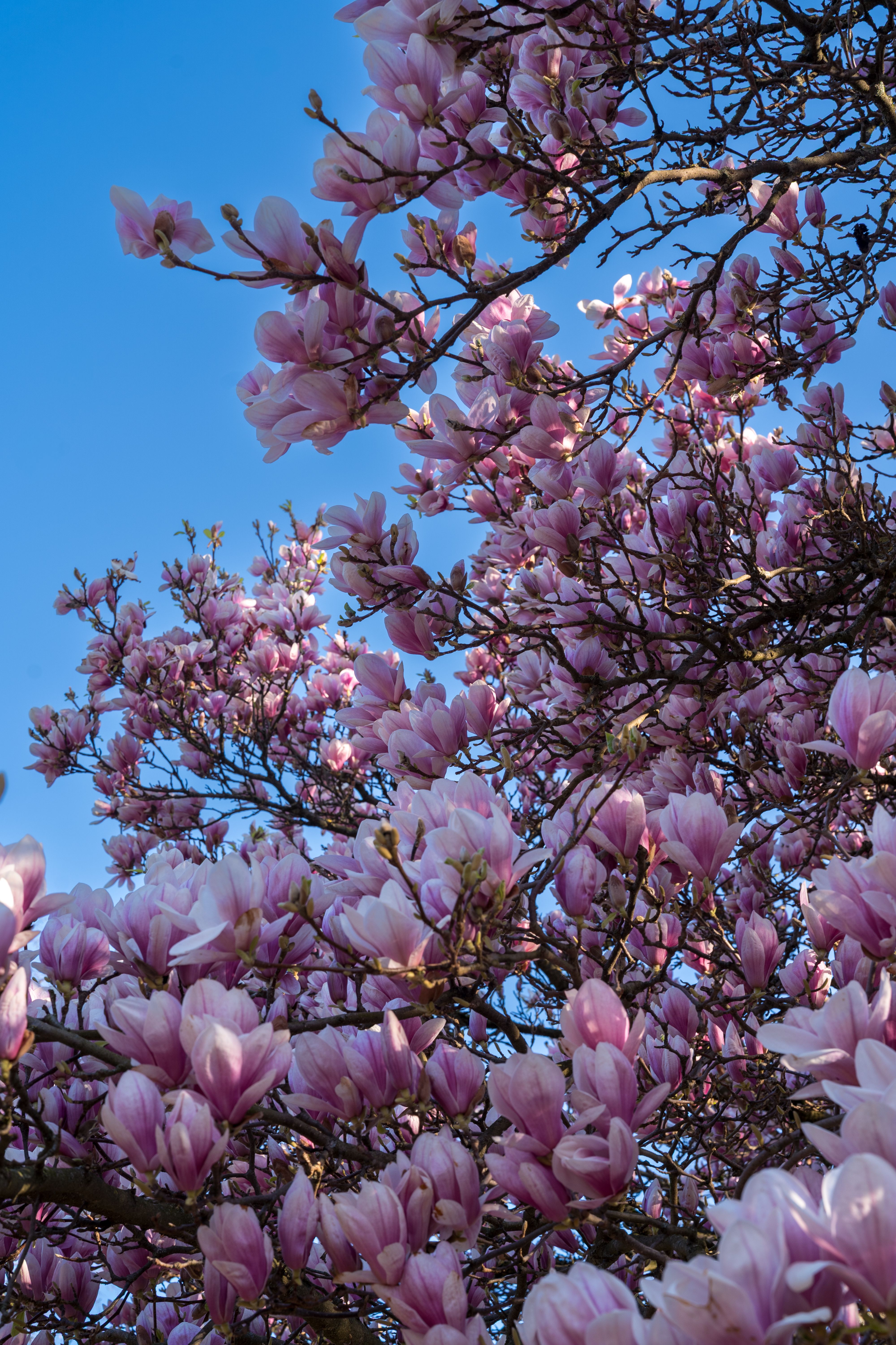 Blooming Magnolia Tree Against Blue Sky · Free Stock Photo