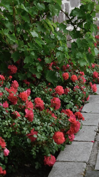 Pass Along Roses Vibrant Red Roses in a Garden Pathway · Free Stock Photo