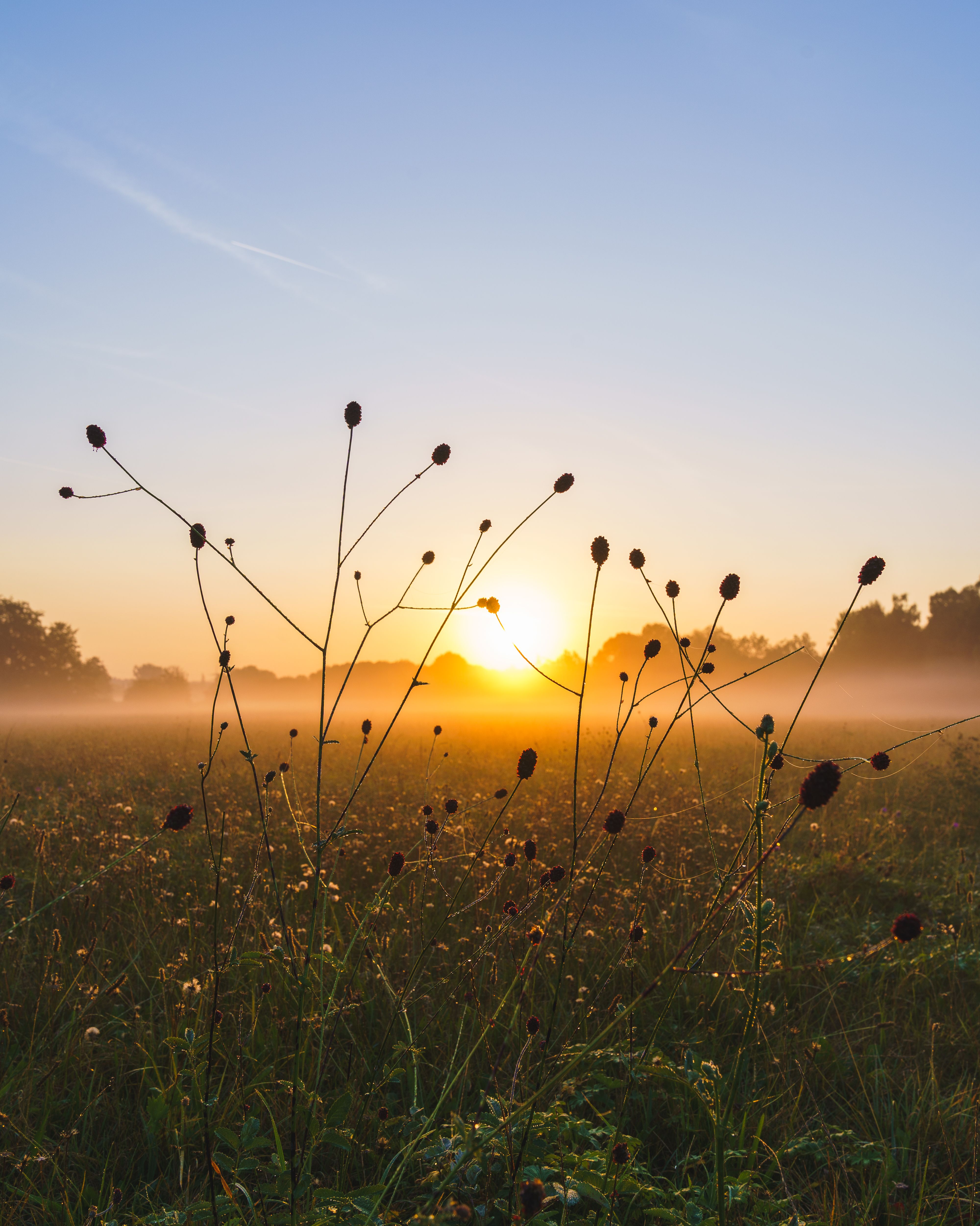 A tranquil sunrise with mist over a meadow filled with wild plants. Perfect for nature lovers.