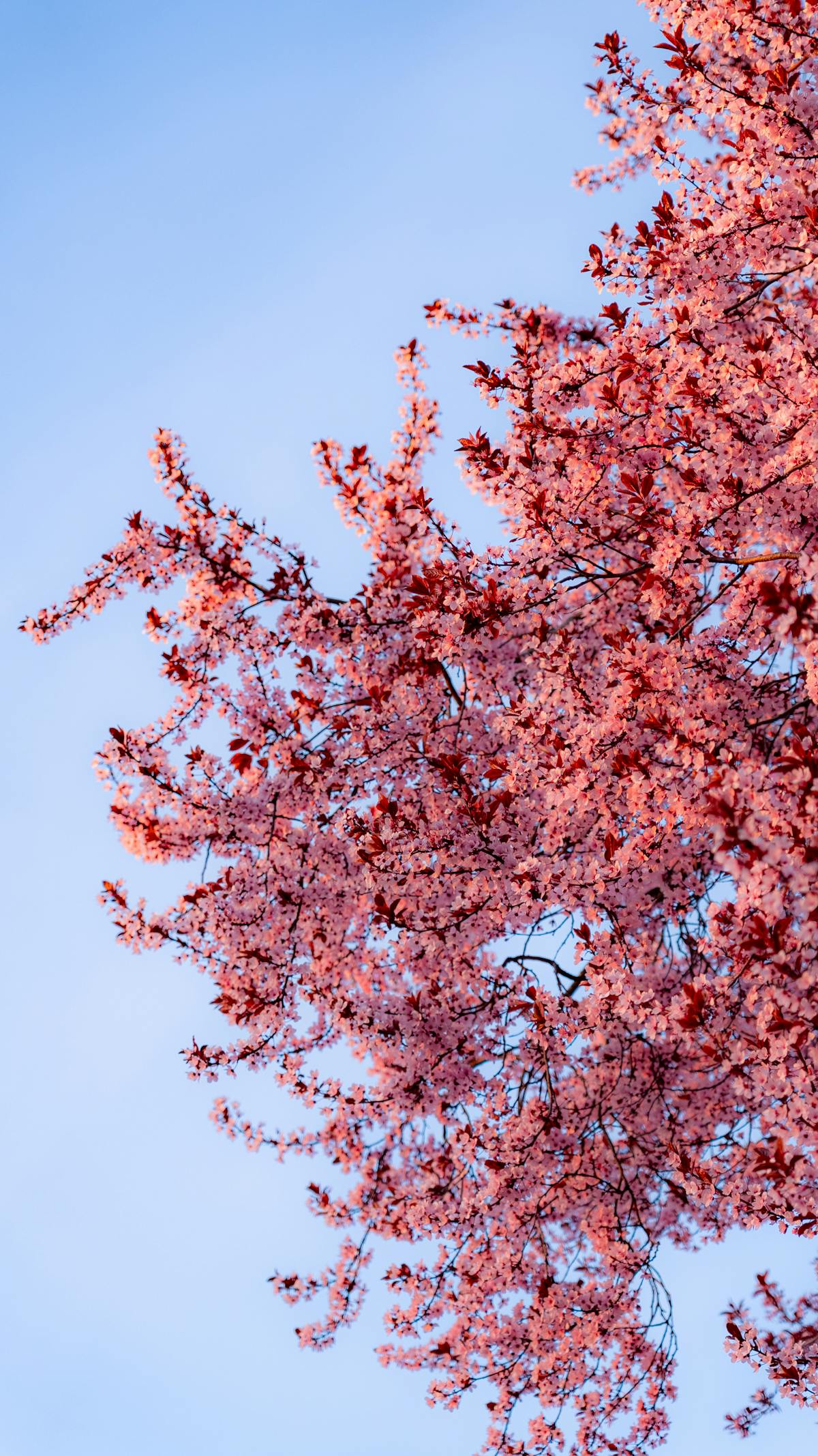 Vårtecknet: Japans körsbärsträd i blom