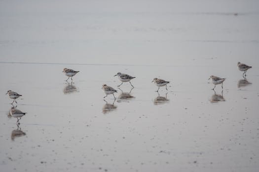 A peaceful scene of sandpipers walking along a reflective beach shoreline.