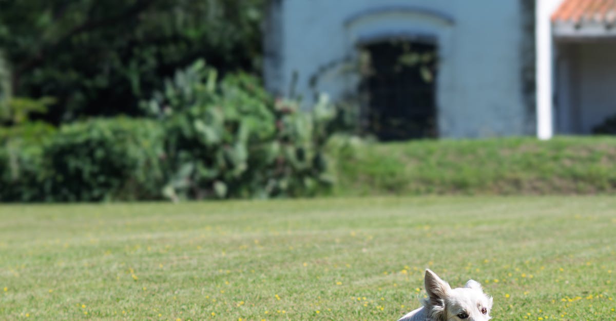 國際寵物日!飼主與狗狗搭乘限定列車的浪漫之旅