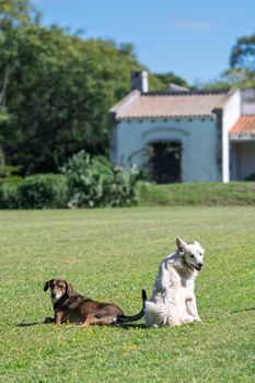 Two dogs sitting on green grass near a rustic house in San Antonio de Areco, Argentina.