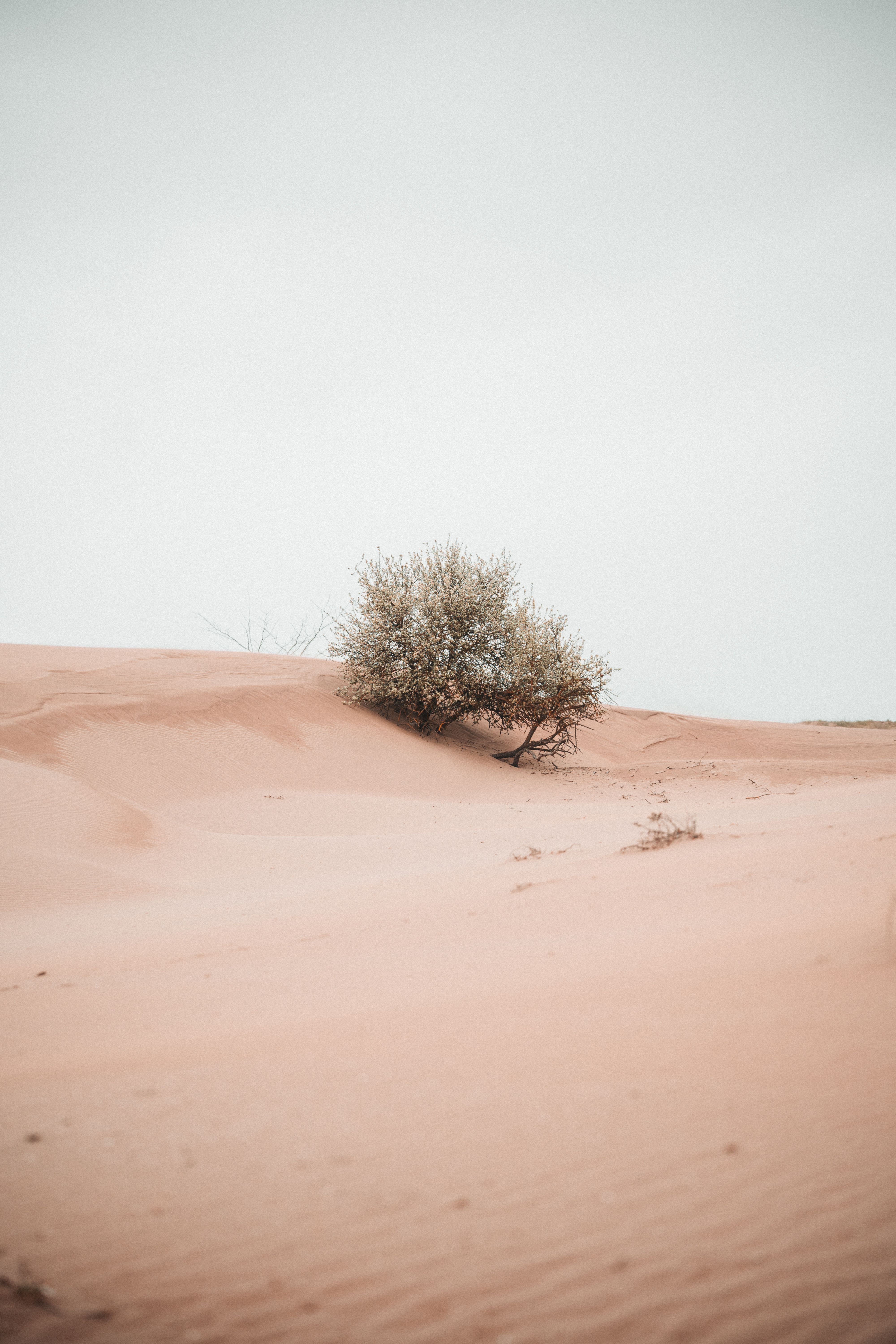 Photo by Zaur Takhgiriev on pexels